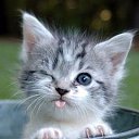 ���� Aladin, ������� - ��������� 12 ����� 2013 � ������ ���� ����������