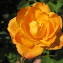 ���� ���������, ���������� - ��������� 5 ������� 2010 � ������ ���������� �����Ȼ