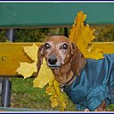 ���� �����, ������, 60 ��� - ��������� 15 ������� 2010 � ������ ��������