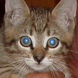 ���� ϸ��, ��������, 36 ��� - ��������� 29 ���� 2012