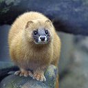 ���� �dolf_hitler, �������, 36 ��� - ��������� 9 ������ 2013 � ������ ���� ����������