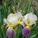 ���� ������-oberst, ������, 62 ���� - ��������� 10 ���� 2010 � ������ ���� ������