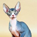 ���� ����_�_ �������, ����, 44 ���� - ��������� 21 ������� 2011 � ������ �������