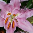 ���� �������, �����������, 42 ���� - ��������� 14 ������ 2011 � ������ �4 ����������