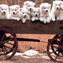 ���� ����), ���������� - ��������� 8 ������� 2009 � ������ �@}-}--�