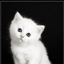 ���� ***�***, �����, 39 ��� - ��������� 18 ������� 2012 � ������ �������