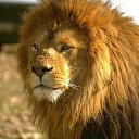 ���� ���������, ������������ - ��������� 26 ������ 2012 � ������ �����-����� ����� �������(lions, living signs of the zodiac)�