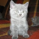 ���� ��������, ����� - ��������� 22 ������� 2009 � ������ ���� �������� ��������