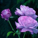 ���� ��������, ������ - ��������� 23 ������� 2010 � ������ �������