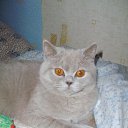 ���� �������, �����, 35 ��� - ��������� 7 ������� 2009 � ������ ���� �������� ��������