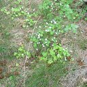  Serzh Van Der Maaremaan,  -  19  2010   ׸ 