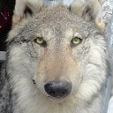 ���� �������, ���, 67 ��� - ��������� 15 ������ 2013 � ������ ��������� ��������� ��������� � ����-��� (������ 2012�)�