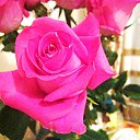 ���� �������, ���������, 55 ��� - ��������� 15 ������� 2013 � ������ ���� ����������