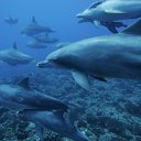 ���� ���, ���������, 86 ��� - ��������� 24 ������ 2012