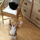 ���� ����� - ���������� ��������!!!, �����������, 56 ��� - ��������� 31 ������� 2009 � ������ �����Ȼ