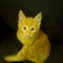 ���� ������-������� ��� ���� �����, ��������, 85 ��� - ��������� 13 ������ 2009 � ������ ���� ����