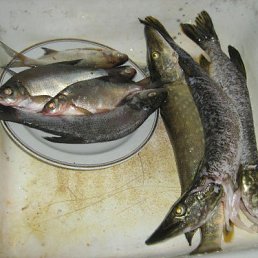 ���� �������, �����, 42 ���� - ��������� 17 ������� 2013