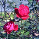 ���� ��������, ����, 65 ��� - ��������� 22 ������ 2013 � ������ ���� ����������