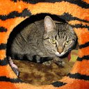 ���� ������, �����-��������� - ��������� 5 ������ 2009 � ������ ���������� ������