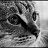 ���� ������, �����������, 57 ��� - ��������� 9 ������ 2011