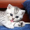  Olik, , 37  -  15  2010   