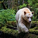 ��� ���� - ����������