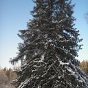 ���� �����, ��������, 40 ��� - ��������� 30 ������ 2011 � ������ �������