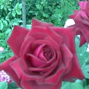 ���� ��������, ��������, 55 ��� - ��������� 12 ����� 2011 � ������ �������