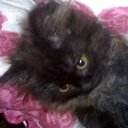  E.lena, , 62  -  28  2010    