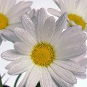 ���� 1, ��������, 53 ���� - ��������� 29 ����� 2011