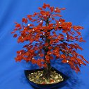 ���� ����, �����������, 63 ���� - ��������� 18 ������ 2010 � ������ ���� ���������