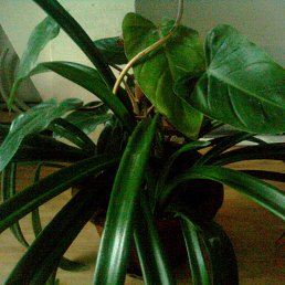 ���� ������, ������, 65 ��� - ��������� 21 ������� 2012