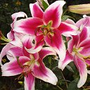 ���� ���������, ������ - ��������� 14 ������� 2013