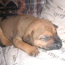 ���� ����, �����������, 36 ��� - ��������� 2 ������� 2011 � ������ ���� ����������