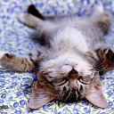 ���� ������, ������, 54 ���� - ��������� 15 ������ 2011 � ������ ���� ����������