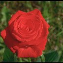 ���� ������, ���-����, 27 ��� - ��������� 17 ������� 2009 � ������ �����������