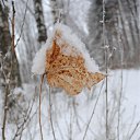 ������ �������� �� ������� �������� �������