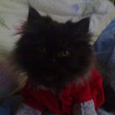  E.lena, , 62  -  28  2010    