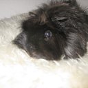 ���� ����, �����-���������, 34 ���� - ��������� 7 ������� 2010