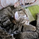 ���� ����, �����, 62 ���� - ��������� 17 ������ 2011 � ������ ���� �������ۻ