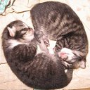 ���� ���������, ������ ��������, 46 ��� - ��������� 28 ������ 2009 � ������ ���� ��������: ������� (31.10.09)�