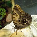 ���� ����, �����-���������, 57 ��� - ��������� 6 ������ 2011 � ������ ���� �������