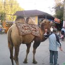 ���� �������), ������, 38 ��� - ��������� 25 ������ 2010