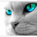 ���� ���� ������, �����������, 39 ��� - ��������� 20 ������ 2013 � ������ ���� ����������