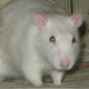 ���� �������, �����-��������� - ��������� 6 ������ 2012 � ������ �������� ������