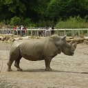 ���� Viktor Ne Golosuju, ������, 62 ���� - ��������� 12 �������� 2011 � ������ �Dublin Zoo�