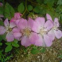 ���� Irixa, ���������, 57 ��� - ��������� 30 ������� 2009 � ������ �������