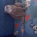 ���� ������, ������, 49 ��� - ��������� 15 ������� 2011 � ������ �PetLove�