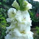 ���� �������, ����, 65 ��� - ��������� 7 ������� 2010 � ������ ������ �����������