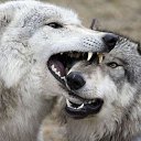 ���� "@����", �����-���������, 25 ��� - ��������� 26 ��� 2010 � ������ �����Ȼ